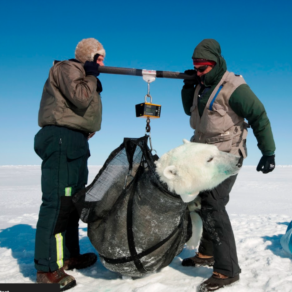 Ron 3025 - Crane Scale with 1"/25mm display - 0.5t to 12.5t