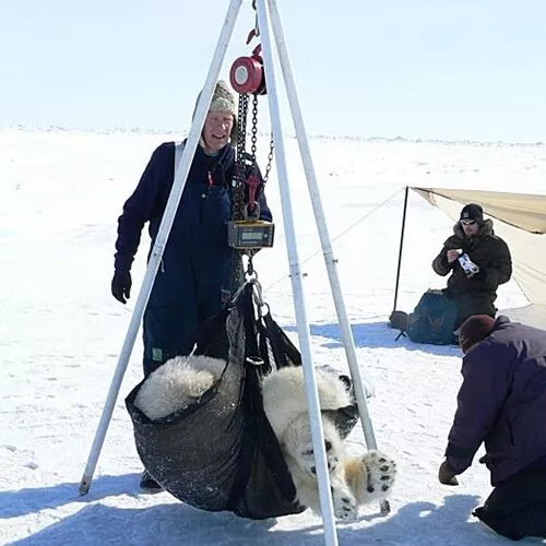 A Ron 3025 crane scale used to weigh polar bears in the Arctic